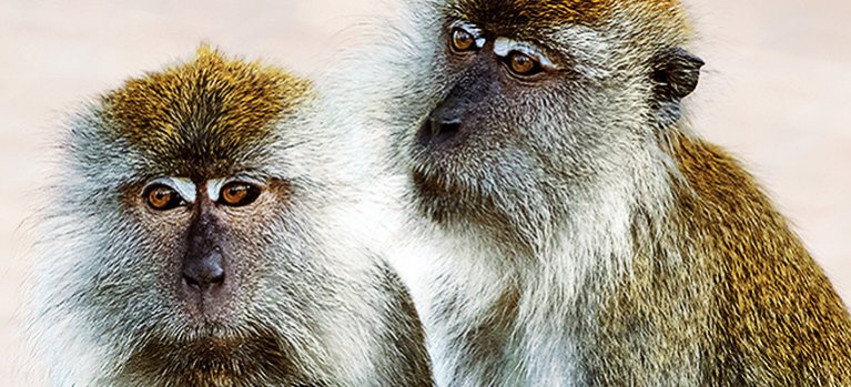 Ostrov makaků – přírodopisná série