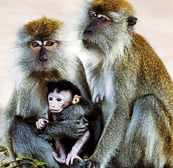 Ostrov makaků – přírodopisná série