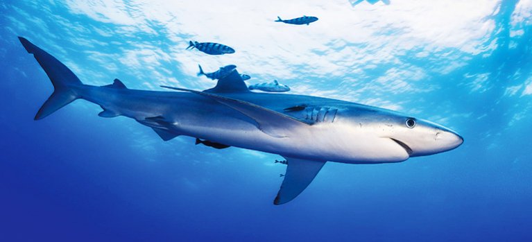 Útok žraloka: 360 stupňů – dokumentární pořad