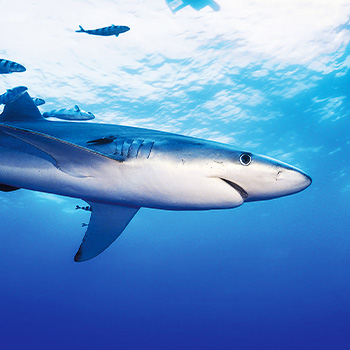 Útok žraloka: 360 stupňů – dokumentární pořad