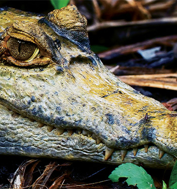 Jak přežít v Amazonii – přírodopisná dokumentární série