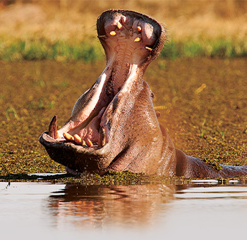 Smrtící safari – přírodopisný seriál