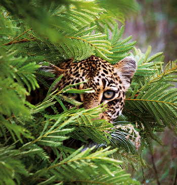 Boj o leopardí trůn – přírodopisný dokument